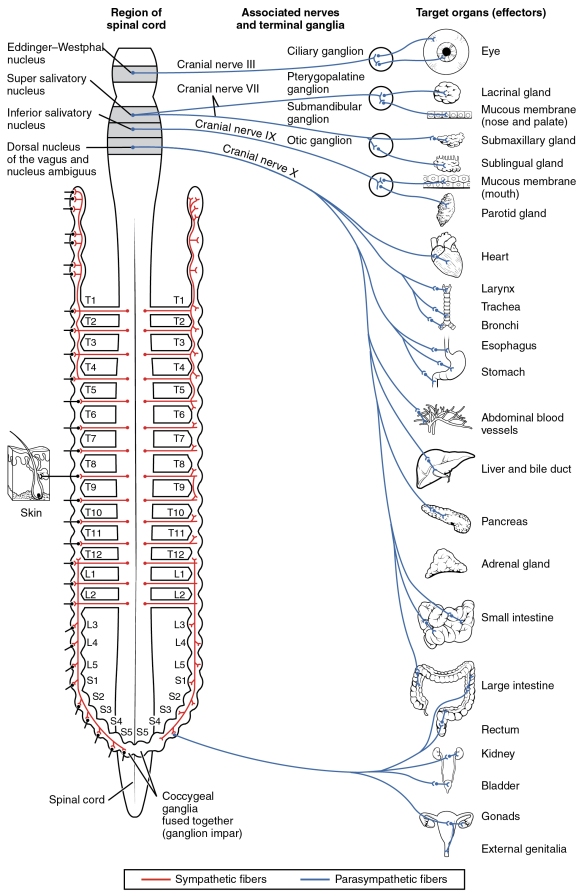 1503_Connections_of_the_Parasympathetic_Nervous_System