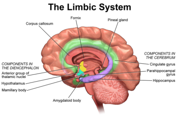 Système limbique / Jacques Henry